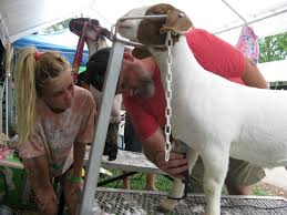 Showing livestock at the fair requires care, attention to animals