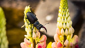 Others, including starlings and crows prefer the grubs. Bbc Blogs Springwatch How To Attract Stag Beetles To Your Outdoor Spaces