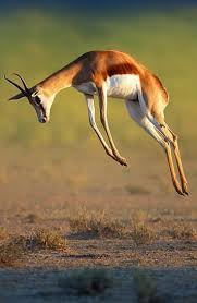 Top 10 Fastest Animals On The Planet Animals Fastest Top10 Petlovers Animals Impala Animal Animal Photography