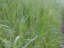 Image result for Anthoxanthum nivale