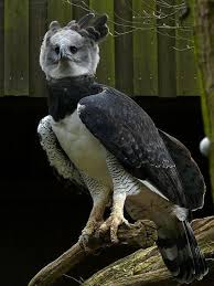 Bird On The Run Pittsburgh Pa Harpy Kartal Harpia Harpyja Pet Birds Harpy Eagle Raptors Bird