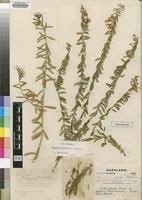 Image result for Polygala gazensis