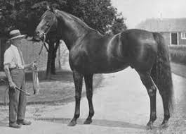 Image result for Phalaris