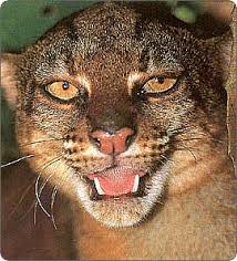 Korban meninggal akibat terpapar asap dan api saat lahan di sekitarnya terbakar. Kucing Merah Pardofelis Badia Kucing Endemik Kalimantan Alamendah S Blog