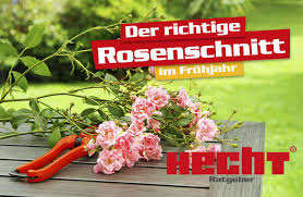 Im grunde gibt es zwei zeiträume, die eine gartenschere erfordern: Rosenschnitt Wichtige Pflege Fur Ihr Bluhendes Beet Im April Hecht Garten