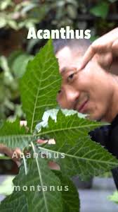 Image result for Acanthus montanus