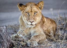 Certain protected areas exist that shelter large and exceptionally visible populations of african leopards, lions and cheetahs, such as botswana's chobe, kenya's masai mara, and tanzania's serengeti. Celebrating Big Cats With Our 2017 Photographer Of The Year Africa Geographic