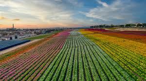 Maybe you would like to learn more about one of these? The Flower Fields Covers 50 Acres Of Carlsbad In Blossoms In Spring