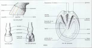 Comment Entretenir Les Sabots De Son Cheval Sur La Piste Anatomie Du Cheval Ethologie Cheval Cheval