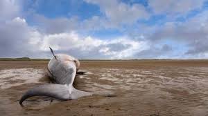 Book your hotel in formby and pay later with expedia. Innerhalb Weniger Tage 4 Tote Grauwale Bei San Francisco An Land Gespult The Weather Channel Artikel Von The Weather Channel Weather Com