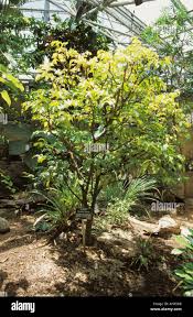 Image result for Clausena lansium