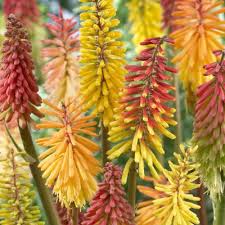 Image result for Kniphofia grantii