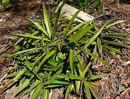 Image result for Eulophia elegans