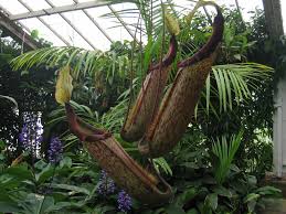 Vandaag (bij wijze van staking uit onvrede over het statuut van de plantentuin), voor wie het nieuws deze morgen niet heeft gehoord, gratis ingang in meise. Vleesetende Plant In Plantentuin Meise Mapio Net