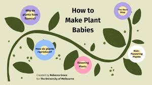 Check spelling or type a new query. Plant Reproduction By Bec Grace