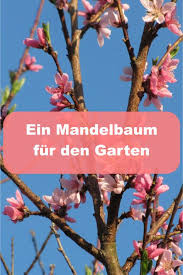 Mandelbaum Und Mandelstrauch Im Garten Balkon Und Terrasse Gartenbob De Der Garten Ratgeber Garten Baum Und Baume Garten