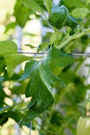 Remove any diseased looking leaves as soon as possible. Tomato Leaves Curling Down Gardening Forums