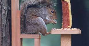 Duncraft Com Duncraft 570 Squirrel Chair Feeder Squirrel Feeder Squirrel Feeder Diy Squirrel