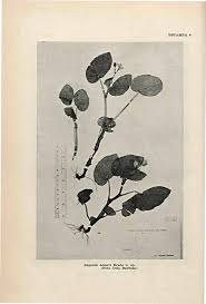 Image result for Vernonia madefacta