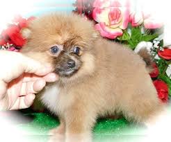 Free puppies and puppies for adoption on here come from world reknown breeders that are looking for homes that would adopt these puppies for free, be sure to scroll through our listings for free puppies. Pomeranian Puppies Indianapolis Pets Lovers