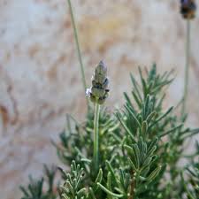Image result for Lavandula dentata
