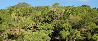 Image result for Warneckea cordiformis