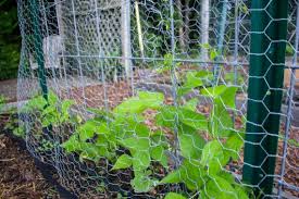 Check spelling or type a new query. Woodchuck Groundhog Repellents That Work Kevin Lee Jacobs