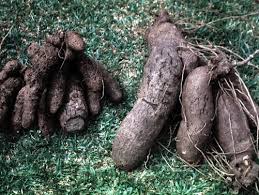 Image result for Dioscorea cayenensis