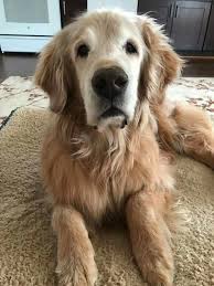 Golden retriever size (height & weight). 900 Golden Retriever Ideas In 2021 Golden Retriever Retriever Cute Dogs