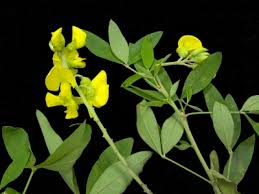 Image result for Crotalaria micans
