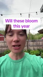 Tulip Experiment: Will These Bulbs Bloom This Year?