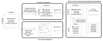 flowchart of the functional analysis on the binarized