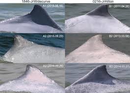 Mozambique nepal netherlands new zealand niger nigeria norway occupied pakistan palestinian territory paraguay philippines poland portugal qatar romania russian federation serbia singapore slovakia slovenia south africa spain su sweden switzerland taiwan thailand tunisia turkey. Investigating The Age Composition Of Indo Pacific Humpback Dolphins In The Pearl River Estuary Based On Their Pigmentation Pattern Springerlink