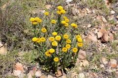 Image result for Helichrysum aureum