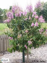 Image result for Lagerstroemia speciosa
