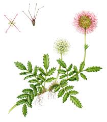 Image result for Rosaceae