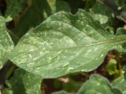 Résultat de recherche d'images pour "leaf hoppers"