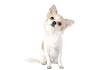 Chihuahua Dog Breed Information - American Kennel Club