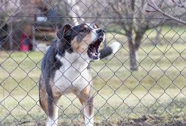 Que Faire Contre Un Chien Qui Aboie Chien Le Chihuahua Animaux