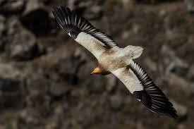 The egyptian vulture (neophron percnopterus), also called the white scavenger vulture or pharaoh's chicken, is a small old world vulture and the only member of the genus neophron. Egyptian Vultures Return To Carmel Mountains After 60 Year Absence The Times Of Israel
