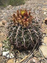 Ferocactus viridescens (coast barrel cactus) is a cactus with a spherical, ovate, or nearly cylindrical stem. Photos Of San Diego Barrel Cactus Ferocactus Viridescens Inaturalist