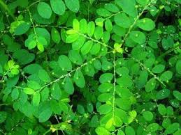 Image result for Phyllanthus maderaspatensis