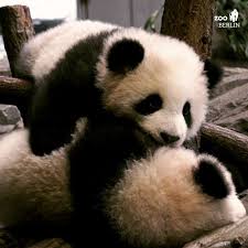 Zoo Berlin On Instagram Wir Sammeln Eure Schonsten Panda Momente Auf Unserer Social Wall Postet Fotos Und Videos Auf Instagram Oder In 2020 Panda Bear Animals Panda