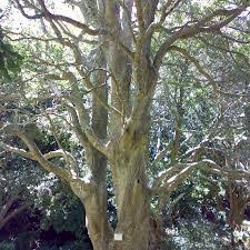 Image result for Ilex mitis