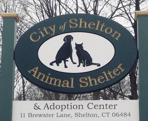 Shelton CT Animal Control | Shelton CT