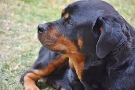 Learn 3 reasons vets warn against adopting a lab rottweiler mix. The Ultimate Guide To The Rottweiler Lab Mix Animalso