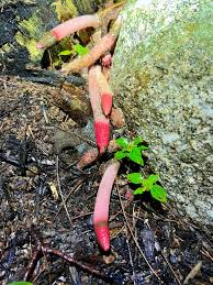 Image result for Mutinus elegans