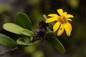 Image result for Chrysanthemoides monilifera