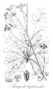 Image result for Physotrichia atropurpurea