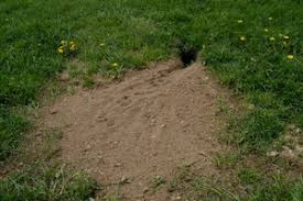 Hat sich ein marder im haus, z.b. Welches Tier Grabt Solche Locher